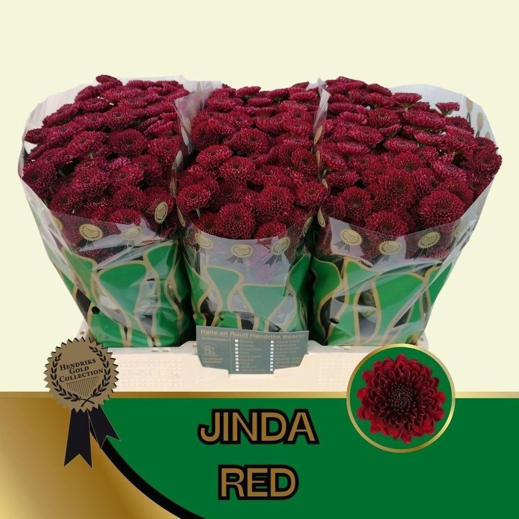 Срезанные цветы оптом Chrys sa jinda red от 75шт из Голландии с доставкой по России