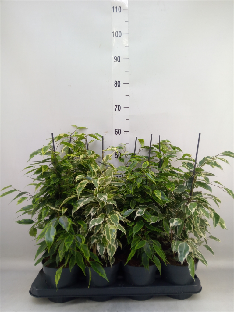 Горшечные цветы и растения оптом Ficus Benja.   ...mix от 8шт из Голландии с доставкой по России