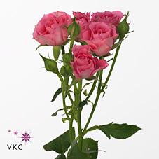 Срезанные цветы оптом Rosa spray twinkle bride от 30шт из Голландии с доставкой по России