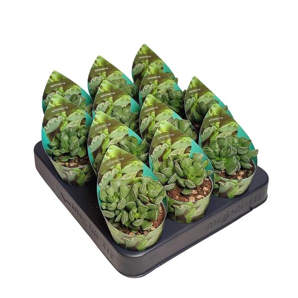 Горшечные цветы и растения оптом Adromischus Cristatus Potcover от 12шт (для телеги) из Голландии с доставкой по России