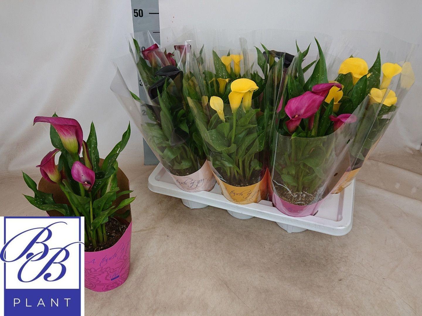 Горшечные цветы и растения оптом Zant Gem от 7шт из Голландии с доставкой по России