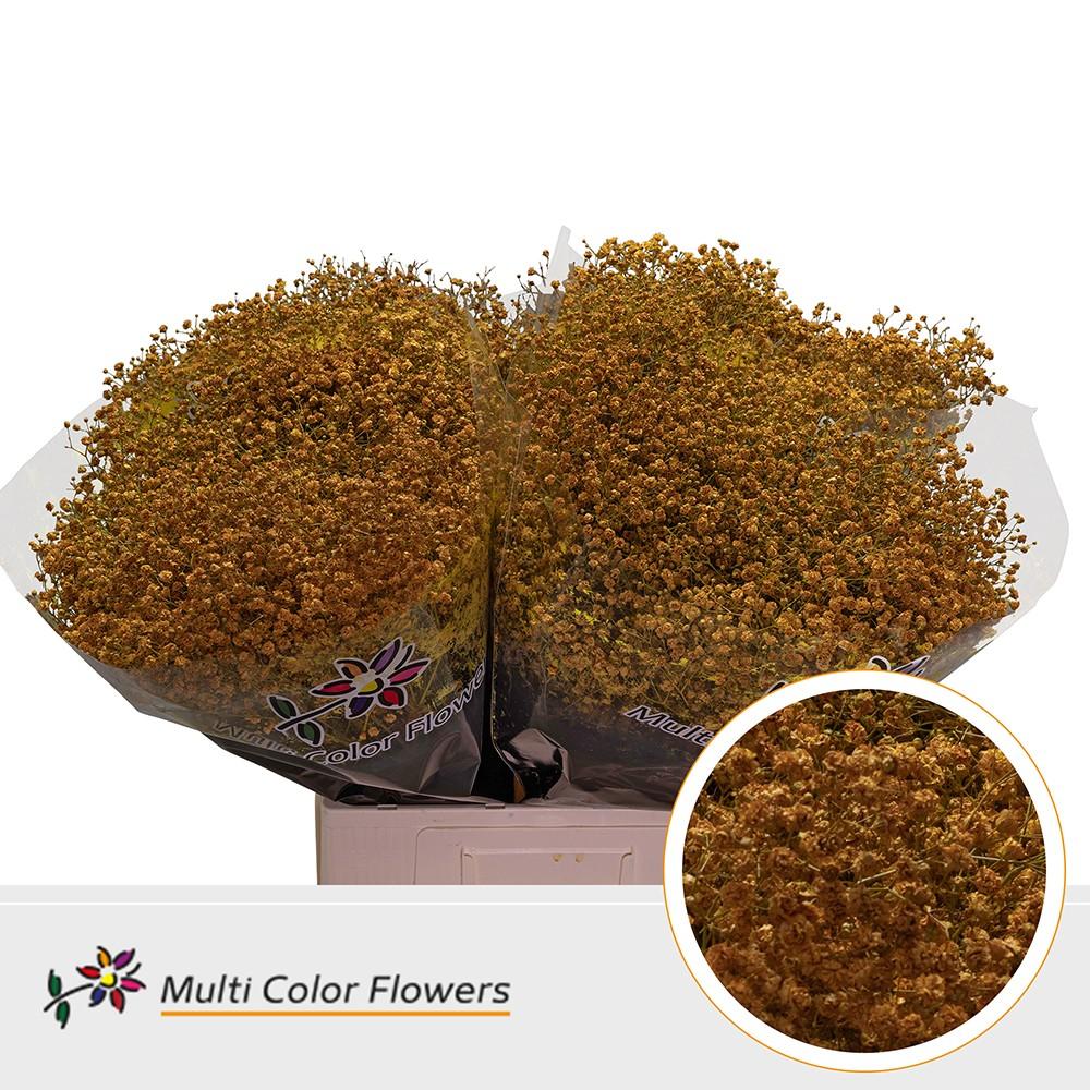 Срезанные цветы оптом Gyps large paint ocher yellow от 100шт из Голландии с доставкой по России