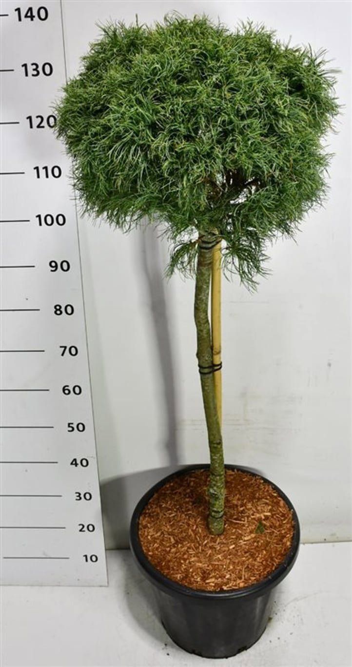 Горшечные цветы и растения оптом Pinus Strobus Green Twist On Stem от 1шт из Голландии с доставкой по России