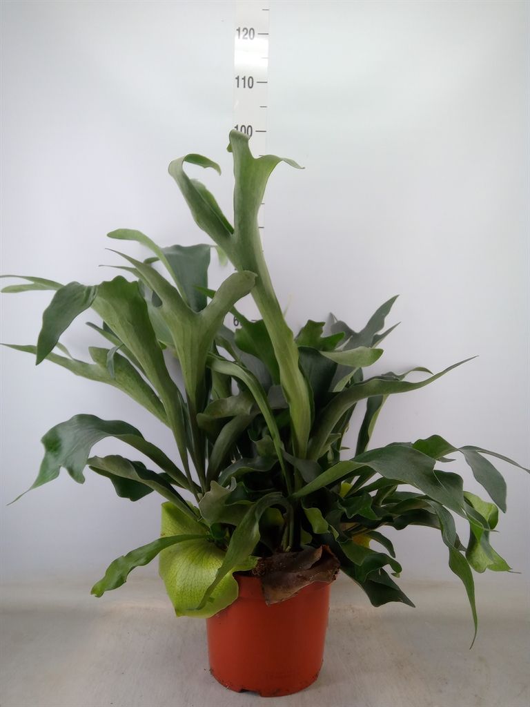 Горшечные цветы и растения оптом Platycerium Bifurc. от 1шт из Голландии с доставкой по России