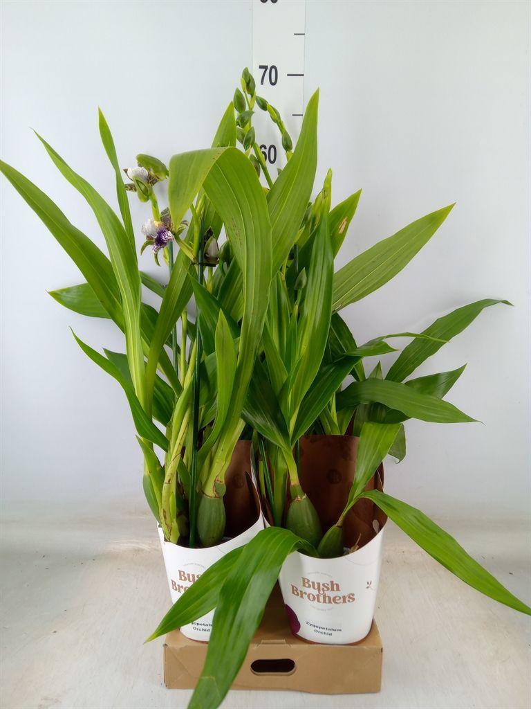 Горшечные цветы и растения оптом Zygop Kruising Mix от 4шт из Голландии с доставкой по России