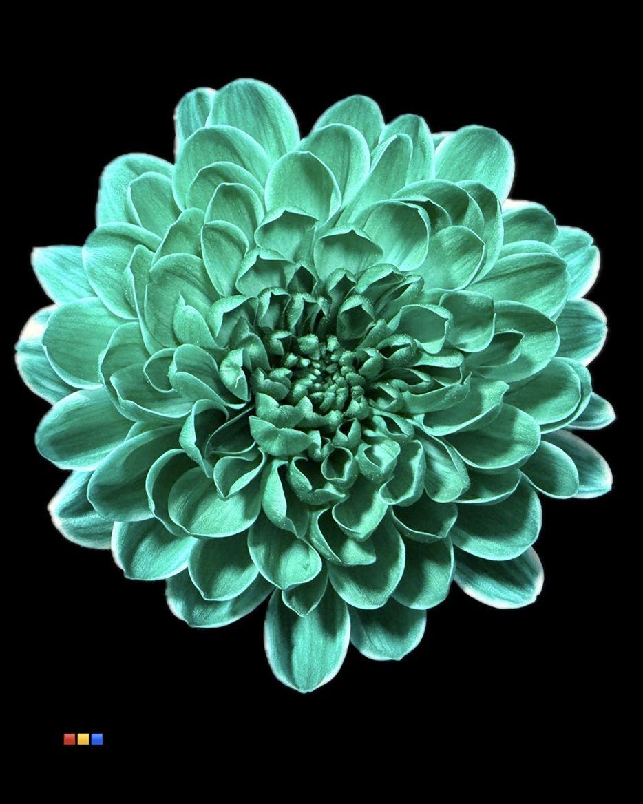 Срезанные цветы оптом Chrys sp paint altaj ocean green от 40шт из Голландии с доставкой по России