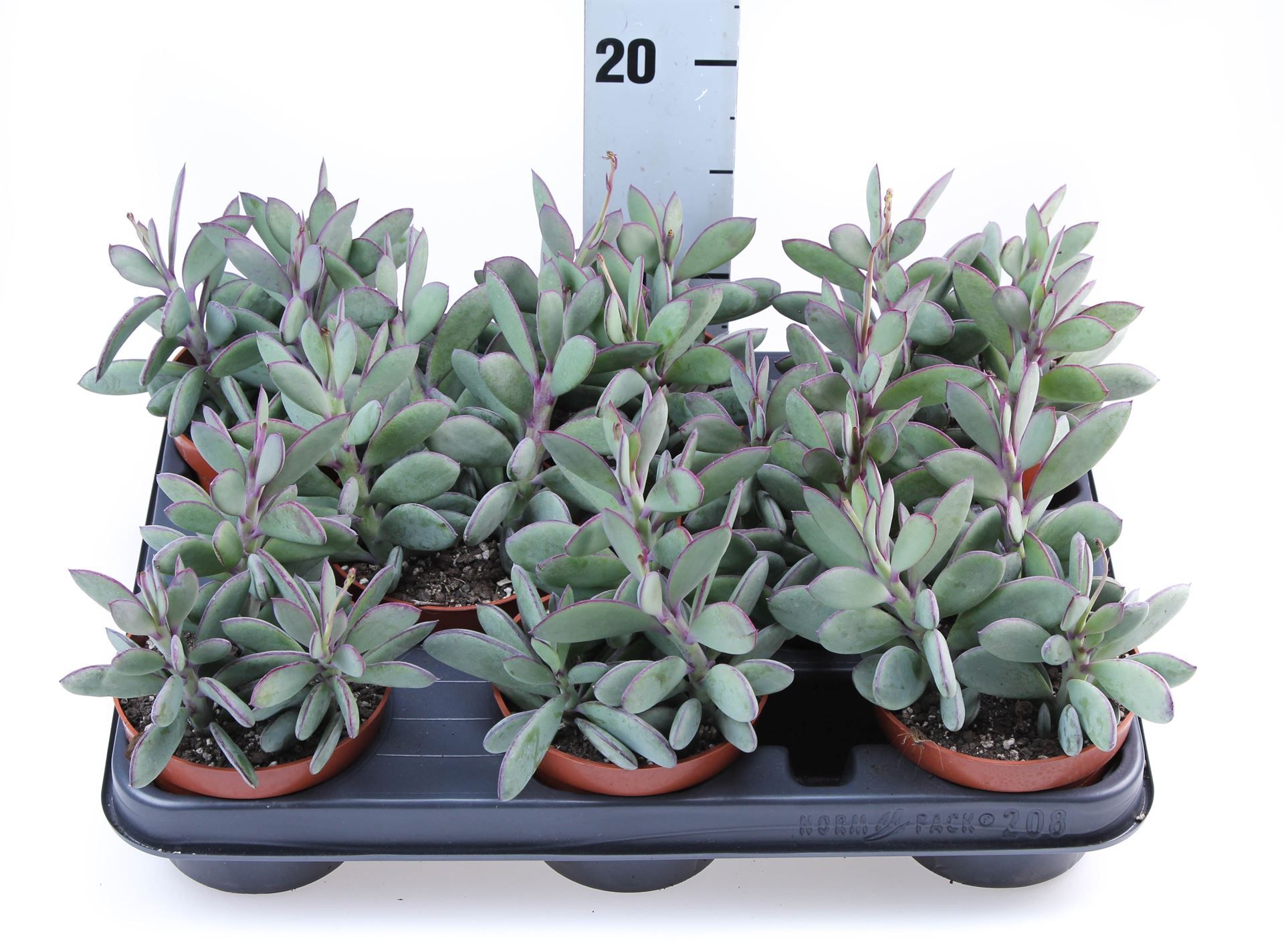 Горшечные цветы и растения оптом Senecio Crassissimus от 8шт из Голландии с доставкой по России