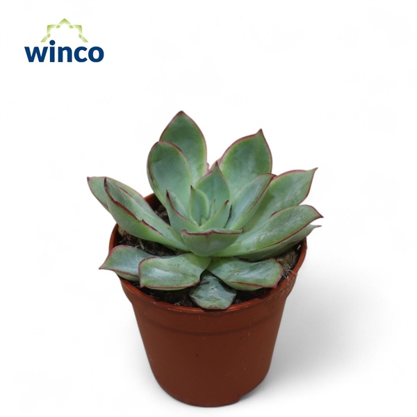 Горшечные цветы и растения оптом Echeveria California Queen от 20шт (для телеги) из Голландии с доставкой по России