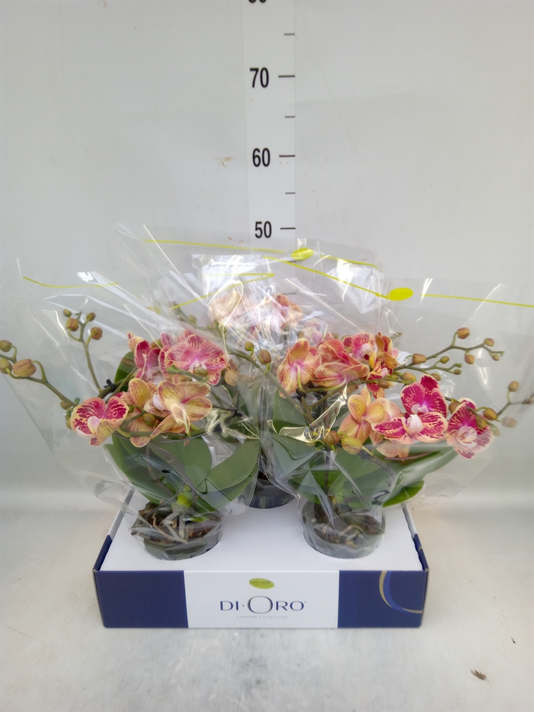 Горшечные цветы и растения оптом Phalaenopsis   ... от 3шт из Голландии с доставкой по России