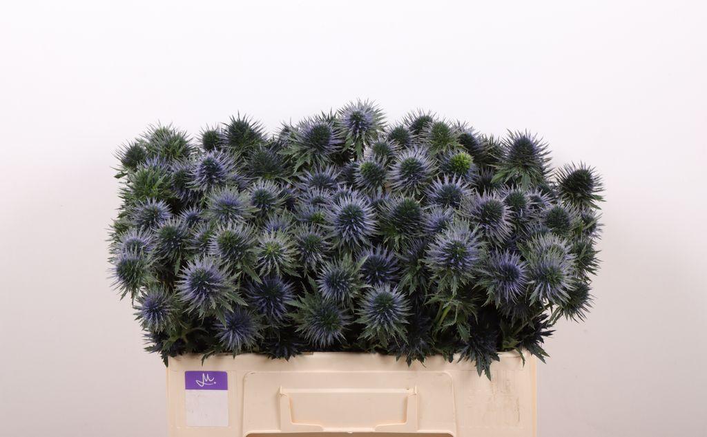 Срезанные цветы оптом Eryngium scorpius questar A от 60шт из Голландии с доставкой по России