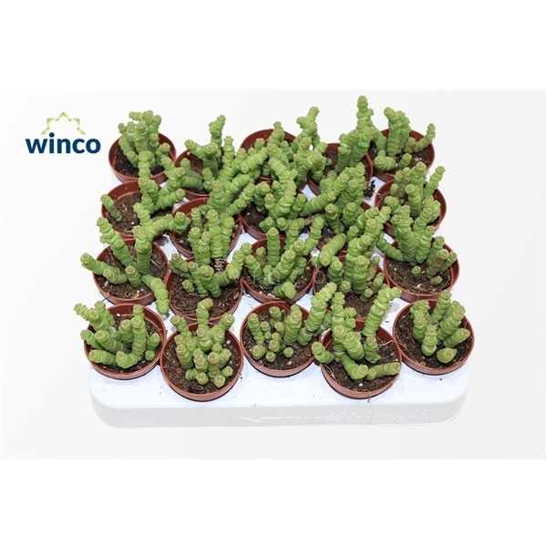 Горшечные цветы и растения оптом Crassula Marneriana Mini от 20шт (для телеги) из Голландии с доставкой по России