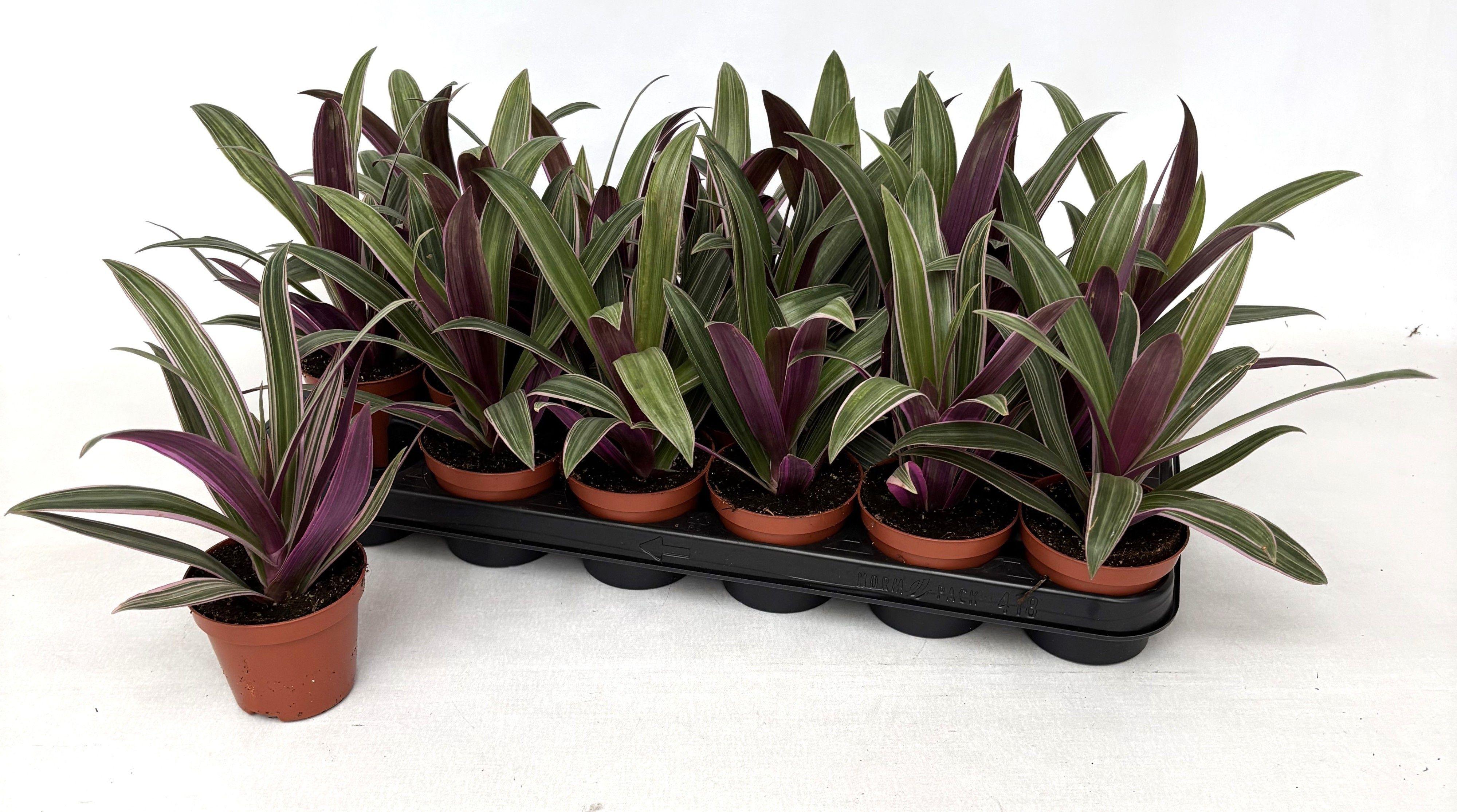 Горшечные цветы и растения оптом Trad Ov от 18шт (для телеги) из Голландии с доставкой по России