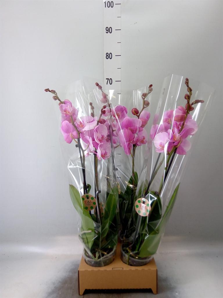 Горшечные цветы и растения оптом Phalaenopsis   ... от 4шт из Голландии с доставкой по России