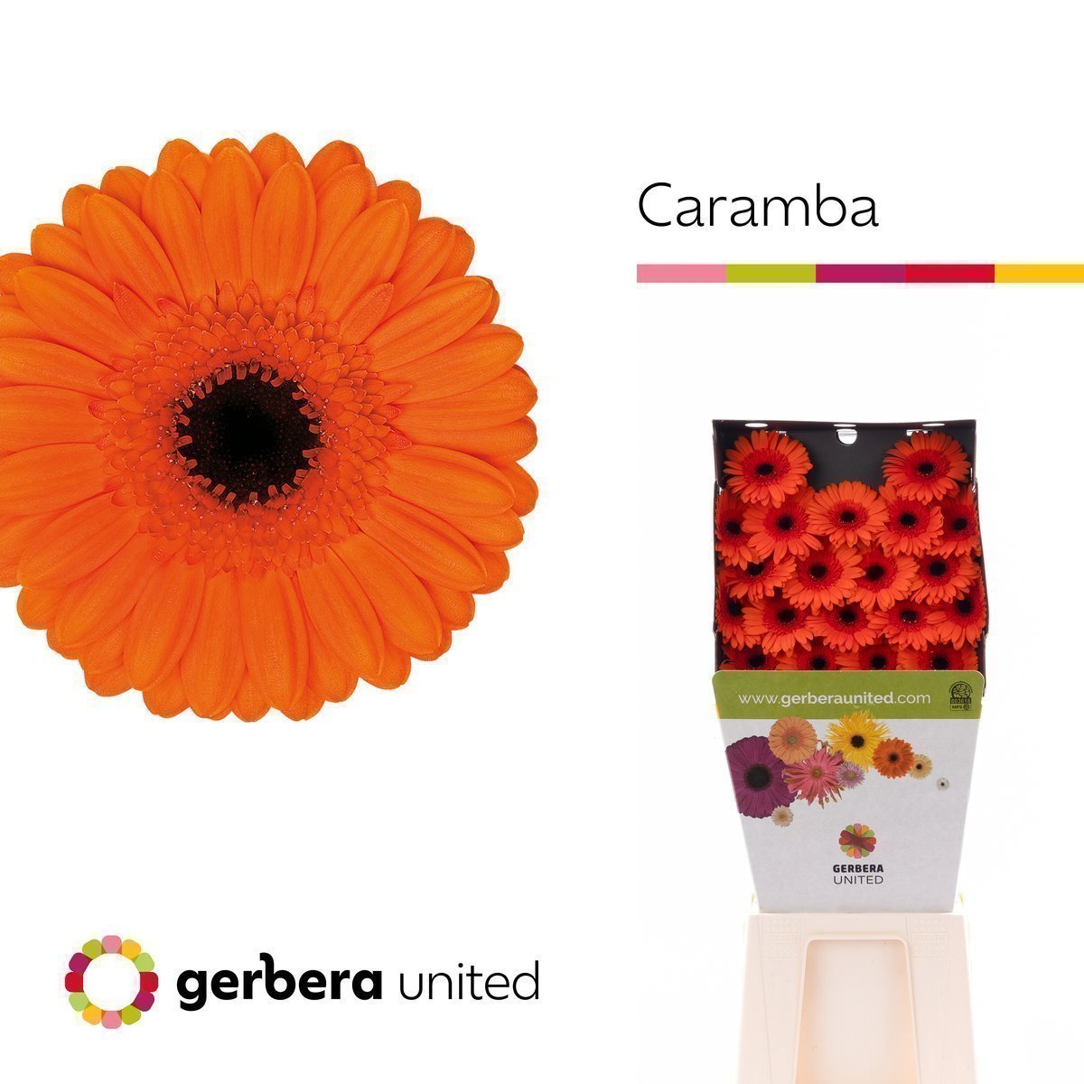 Срезанные цветы оптом Germini diamond caramba от 80шт. из Голландии с доставкой по России