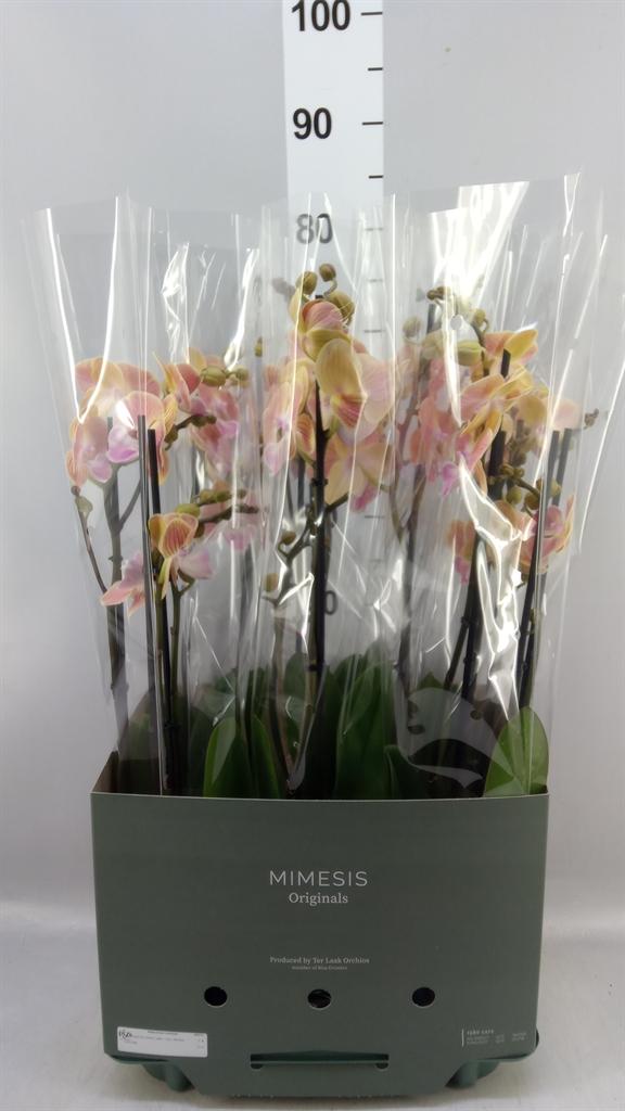 Горшечные цветы и растения оптом Phalaenopsis ... A от 6шт из Голландии с доставкой по России