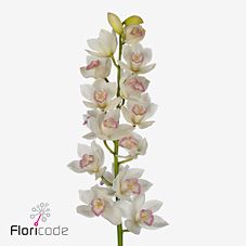 Срезанные цветы оптом Minicymbidium white earliflor от 10шт.. из Голландии с доставкой по России