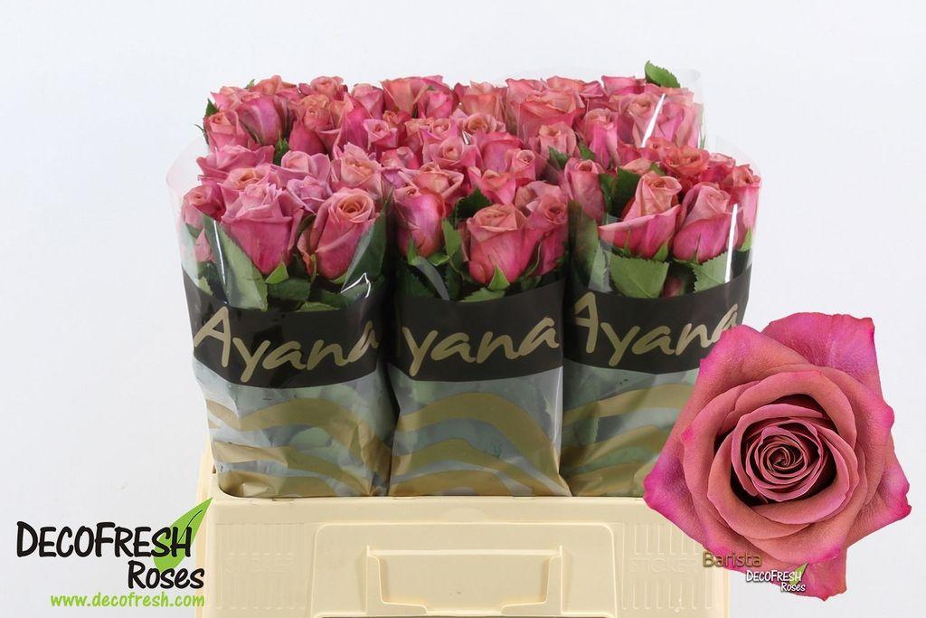 Срезанные цветы оптом Rosa large barista от 60шт из Голландии с доставкой по России