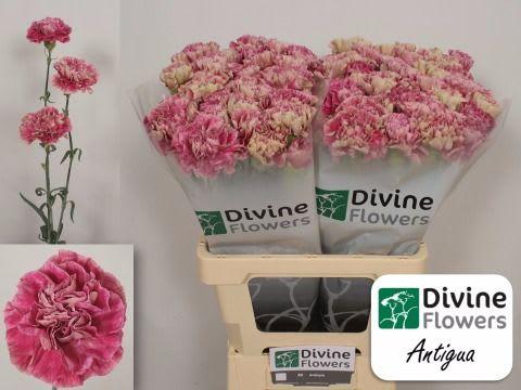 Срезанные цветы оптом Dianthus st antigua от 80шт из Голландии с доставкой по России