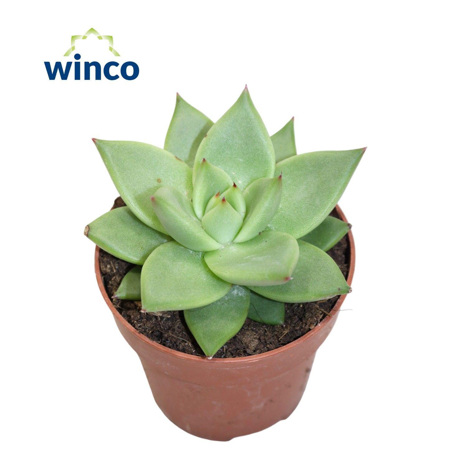 Горшечные цветы и растения оптом Echeveria Ebony Glow от 18шт (для телеги) из Голландии с доставкой по России