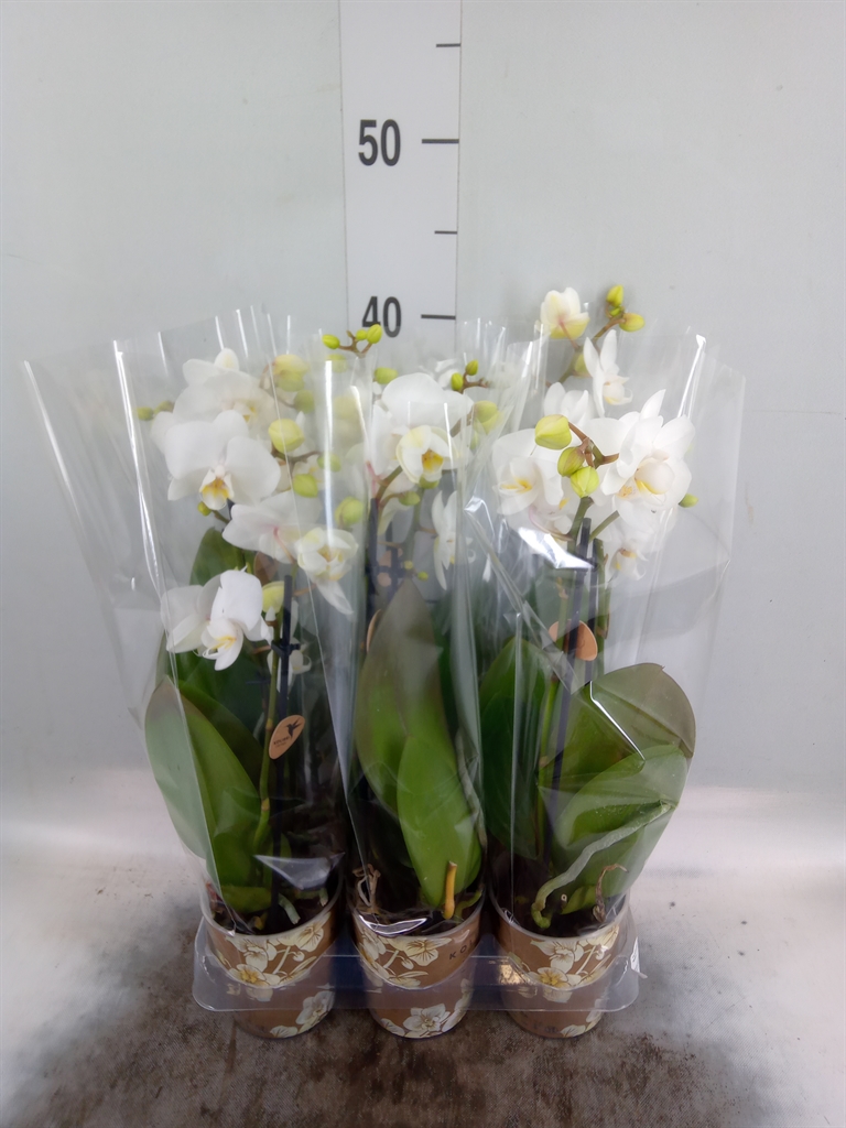 Горшечные цветы и растения оптом Phalaenopsis Multi.   ...white от 6шт (для телеги) из Голландии с доставкой по России