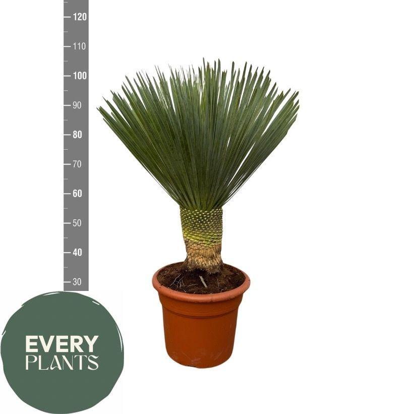 Горшечные цветы и растения оптом Yuc Rostrata от 1шт из Голландии с доставкой по России