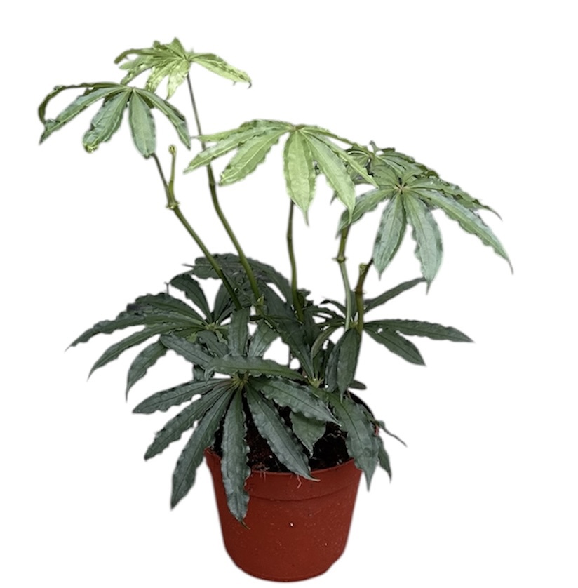 Горшечные цветы и растения оптом Anthurium Polyschistum от 1шт из Голландии с доставкой по России