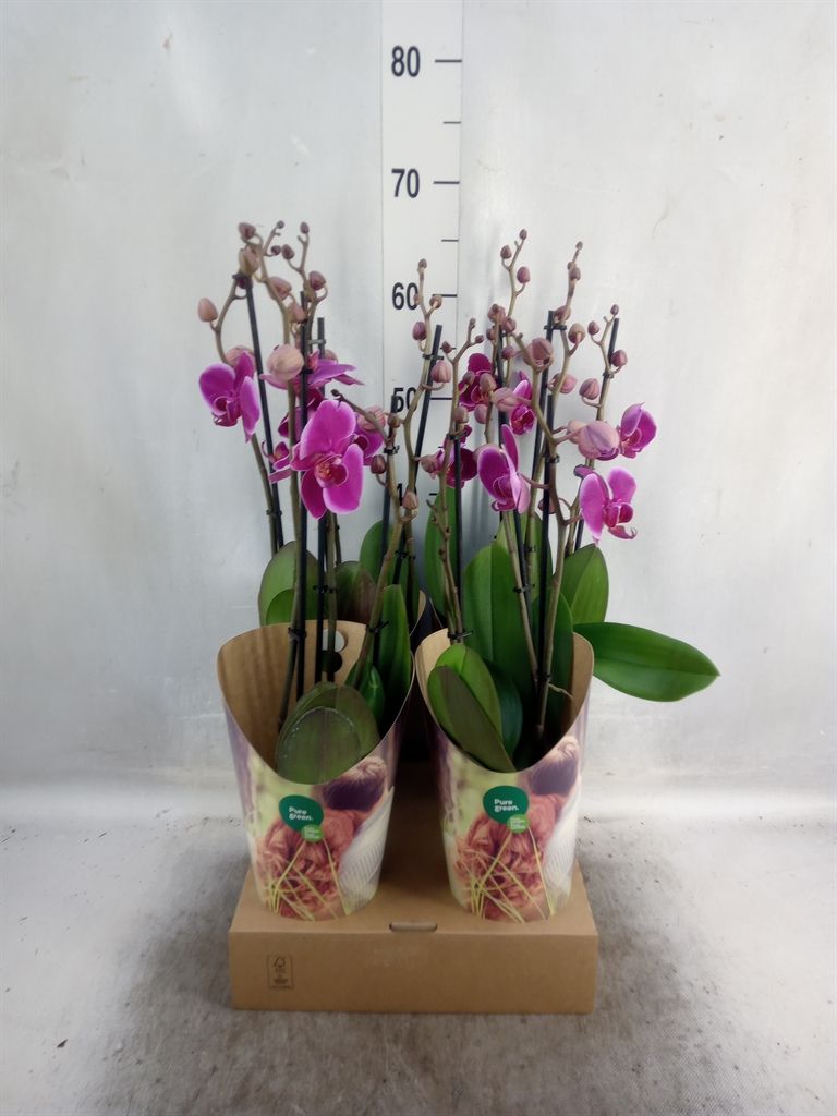 Горшечные цветы и растения оптом Phalaenopsis   ...lilac от 4шт из Голландии с доставкой по России