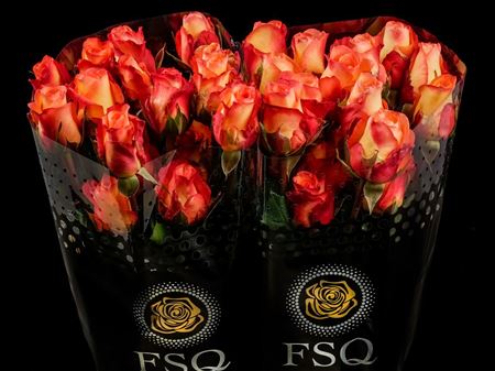 Срезанные цветы оптом Rosa ec encanto от 50шт из Голландии с доставкой по России
