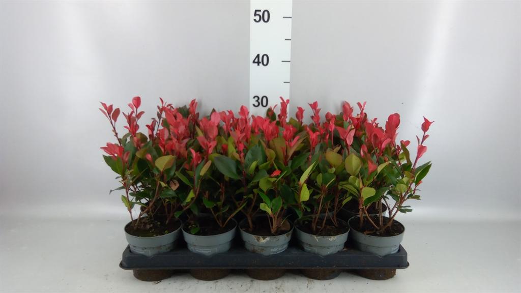 Горшечные цветы и растения оптом Photinia Fraseri little Red Robin от 15шт из Голландии с доставкой по России