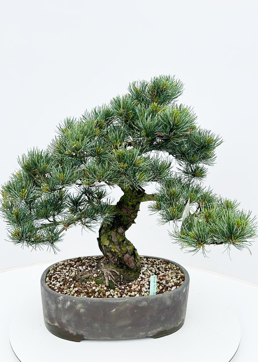 Горшечные цветы и растения оптом Pinus Parviflora, 33cm, Height 65cm. (single Item) от 1шт из Голландии с доставкой по России