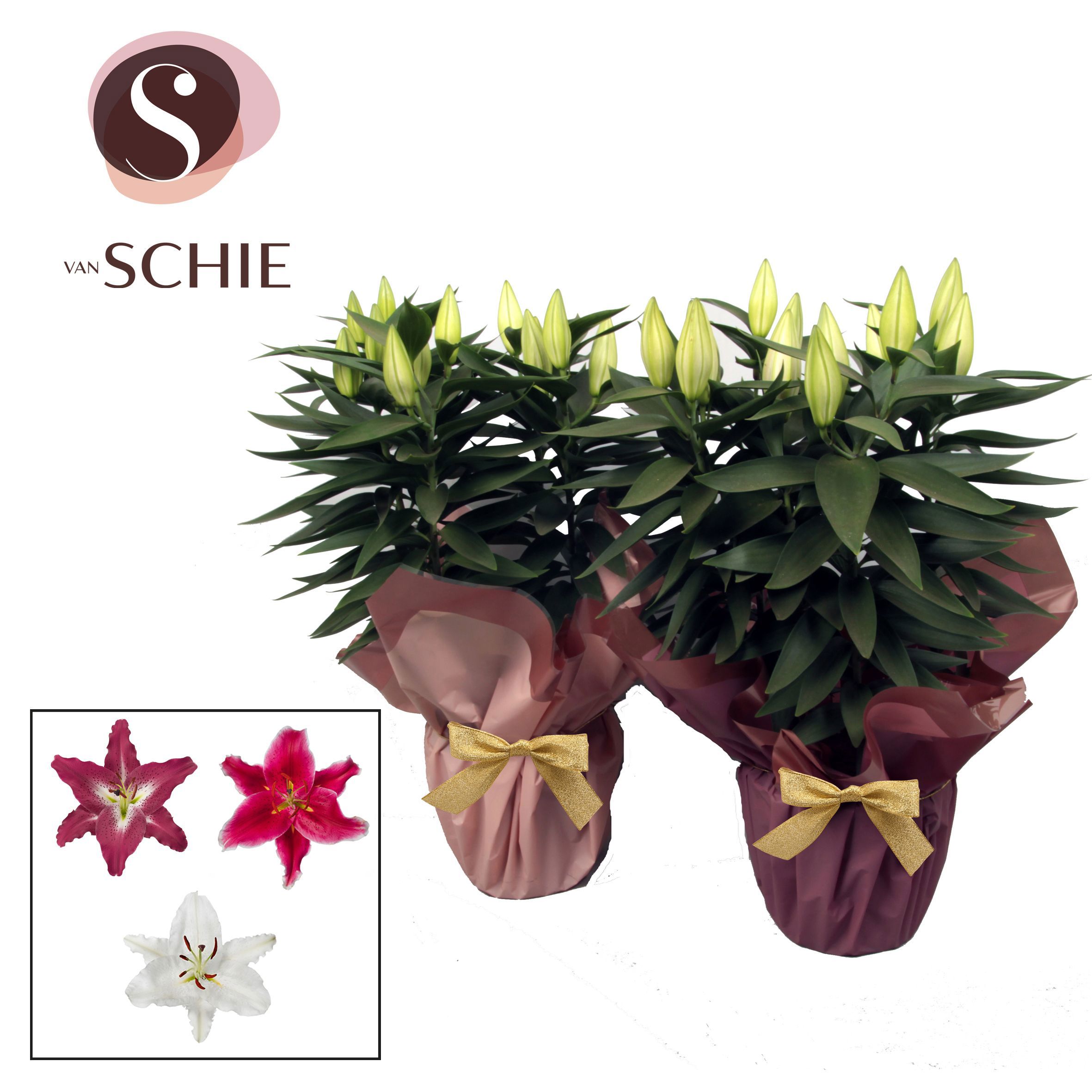 Горшечные цветы и растения оптом Lilium Or Mix 5pp Rondella Blush от 5шт из Голландии с доставкой по России