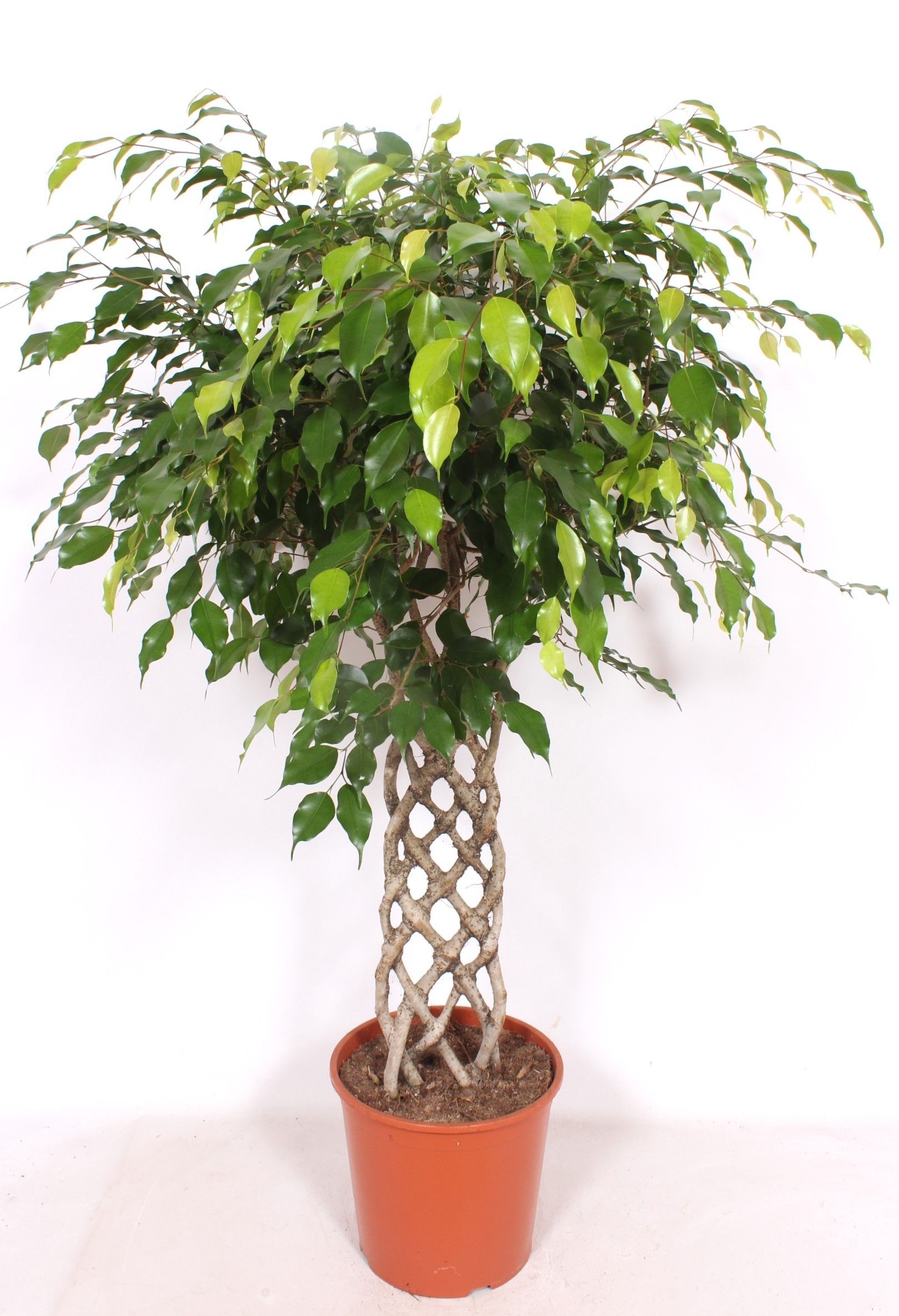 Горшечные цветы и растения оптом Ficus Be Exotica Mat от 1шт из Голландии с доставкой по России