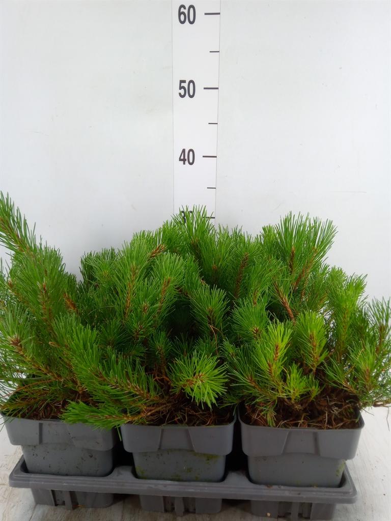 Горшечные цветы и растения оптом Pinus Mugo Subsp. Mugo от 6шт из Голландии с доставкой по России