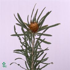 Срезанные цветы оптом Banksia dryandra formosa от 50шт из Голландии с доставкой по России