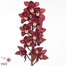 Срезанные цветы оптом Cymbidium red beauty evening от 8шт из Голландии с доставкой по России