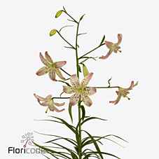 Срезанные цветы оптом Lilium as tigerlily corsage от 30шт из Голландии с доставкой по России