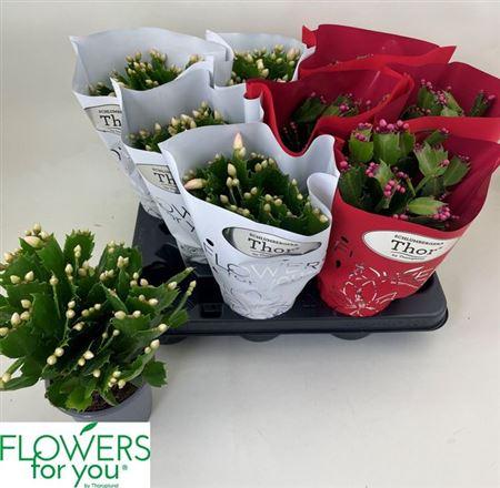 Горшечные цветы и растения оптом Schlumbergera White-red 45+ от 9шт из Голландии с доставкой по России