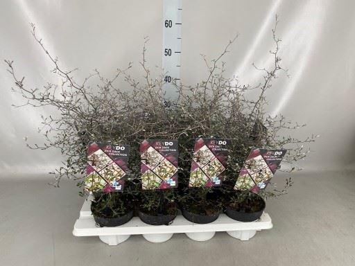 Горшечные цветы и растения оптом Corokia Cotoneaster от 8шт из Голландии с доставкой по России