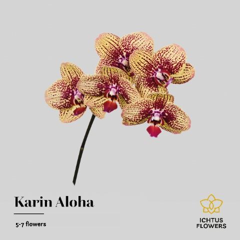 Срезанные цветы оптом Phalaenopsis karin aloha (per stem) от 24шт из Голландии с доставкой по России