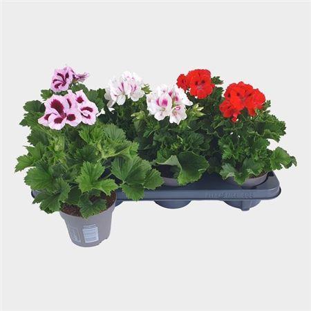 Горшечные цветы и растения оптом Pelargonium Grand Mixtray 3 Kleur от 6шт из Голландии с доставкой по России