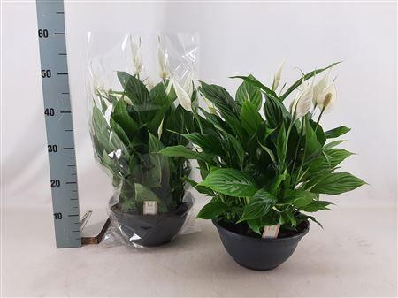 Горшечные цветы и растения оптом Spath Chopin 15+ от 1шт из Голландии с доставкой по России