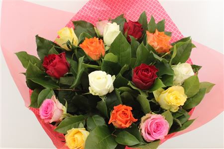 Срезанные цветы оптом Bouquet rosa rainbow от 3шт из Голландии с доставкой по России