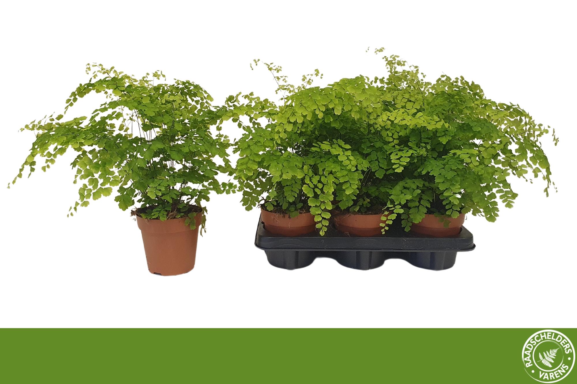 Горшечные цветы и растения оптом Adian Rad Fragrans от 6шт из Голландии с доставкой по России