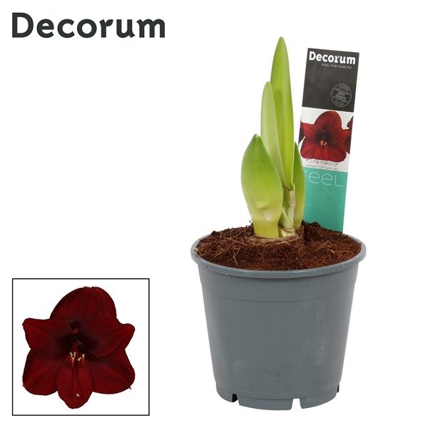 Горшечные цветы и растения оптом Hipp Dark Red 2pp (decorum) от 7шт из Голландии с доставкой по России