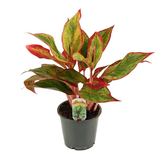 Горшечные цветы и растения оптом Aglaonema Red Fire от 10шт из Голландии с доставкой по России