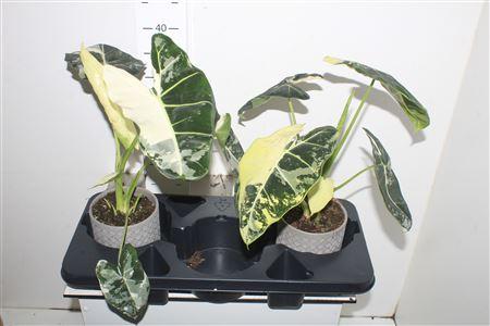 Горшечные цветы и растения оптом Alocasia Frydek Variegata Keramiek Grijs от 2шт (для телеги) из Голландии с доставкой по России