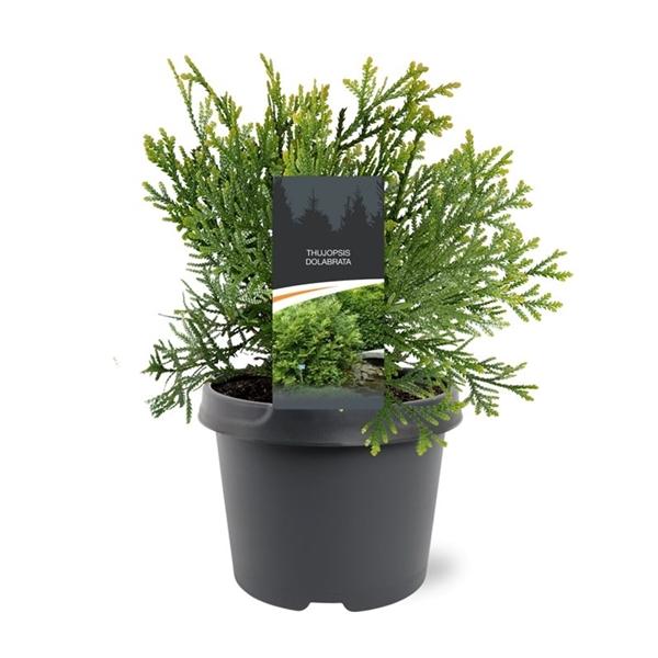 Горшечные цветы и растения оптом Thujopsis Dolabrata от 1шт из Голландии с доставкой по России