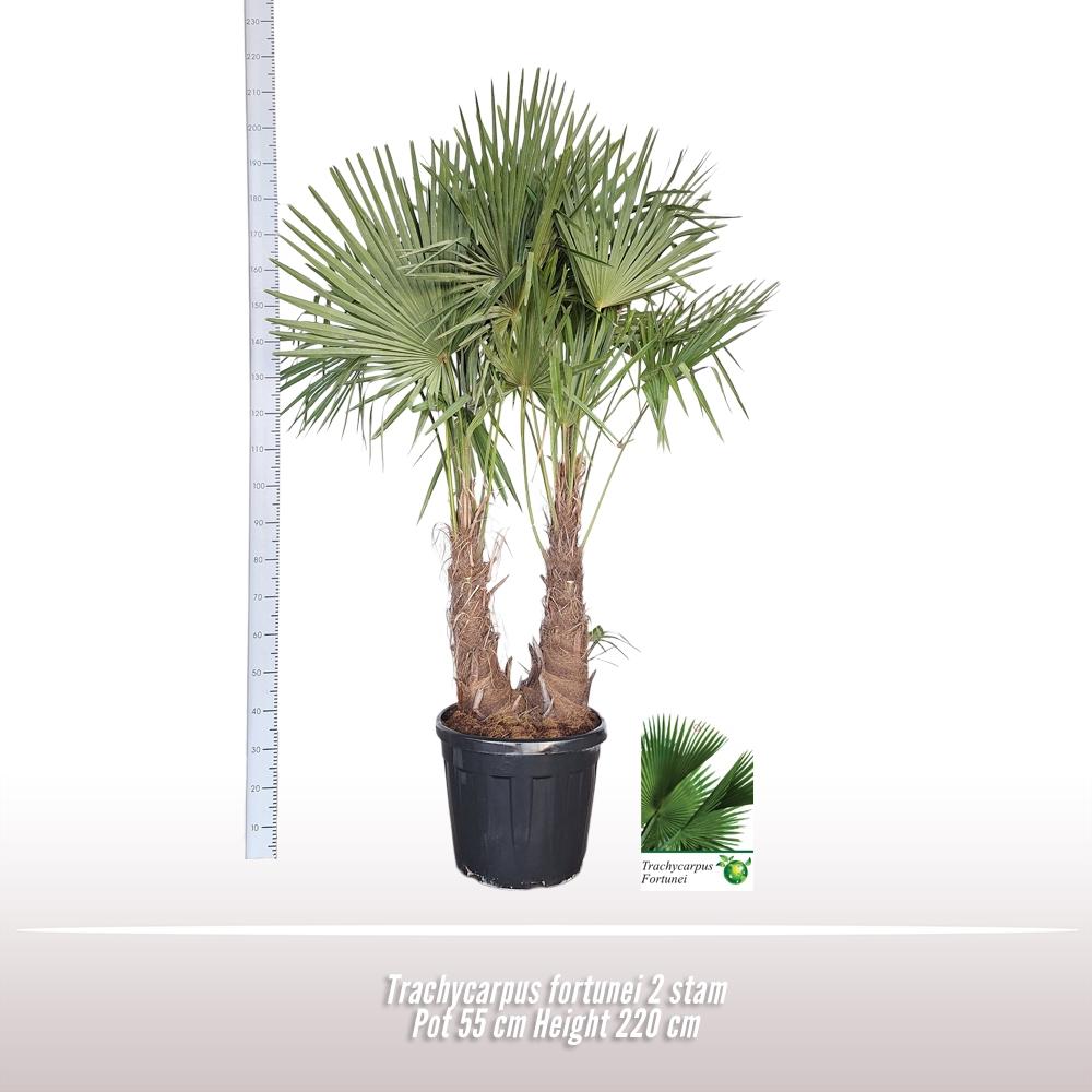 Горшечные цветы и растения оптом Trachycarpus Fortunei от 1шт из Голландии с доставкой по России