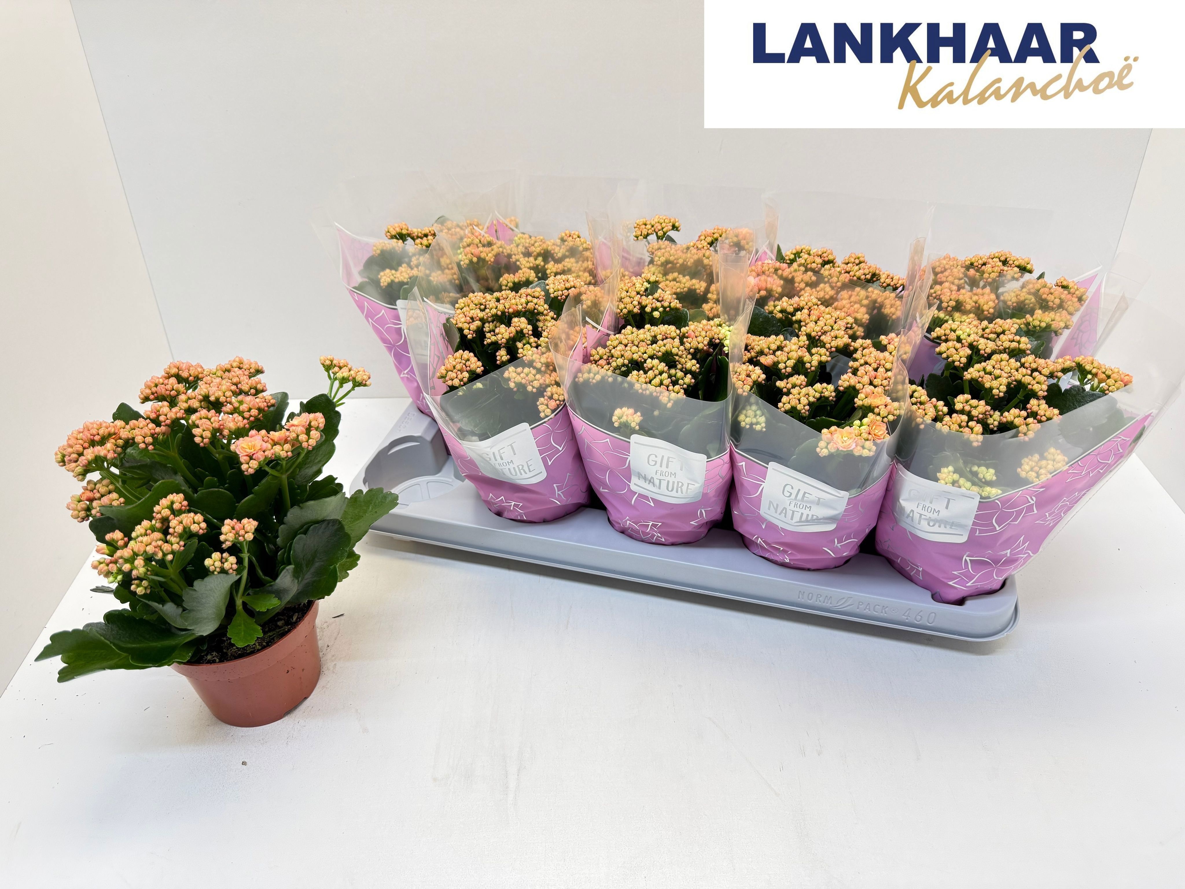 Горшечные цветы и растения оптом Kal Ge Perfecta Pink от 10шт из Голландии с доставкой по России