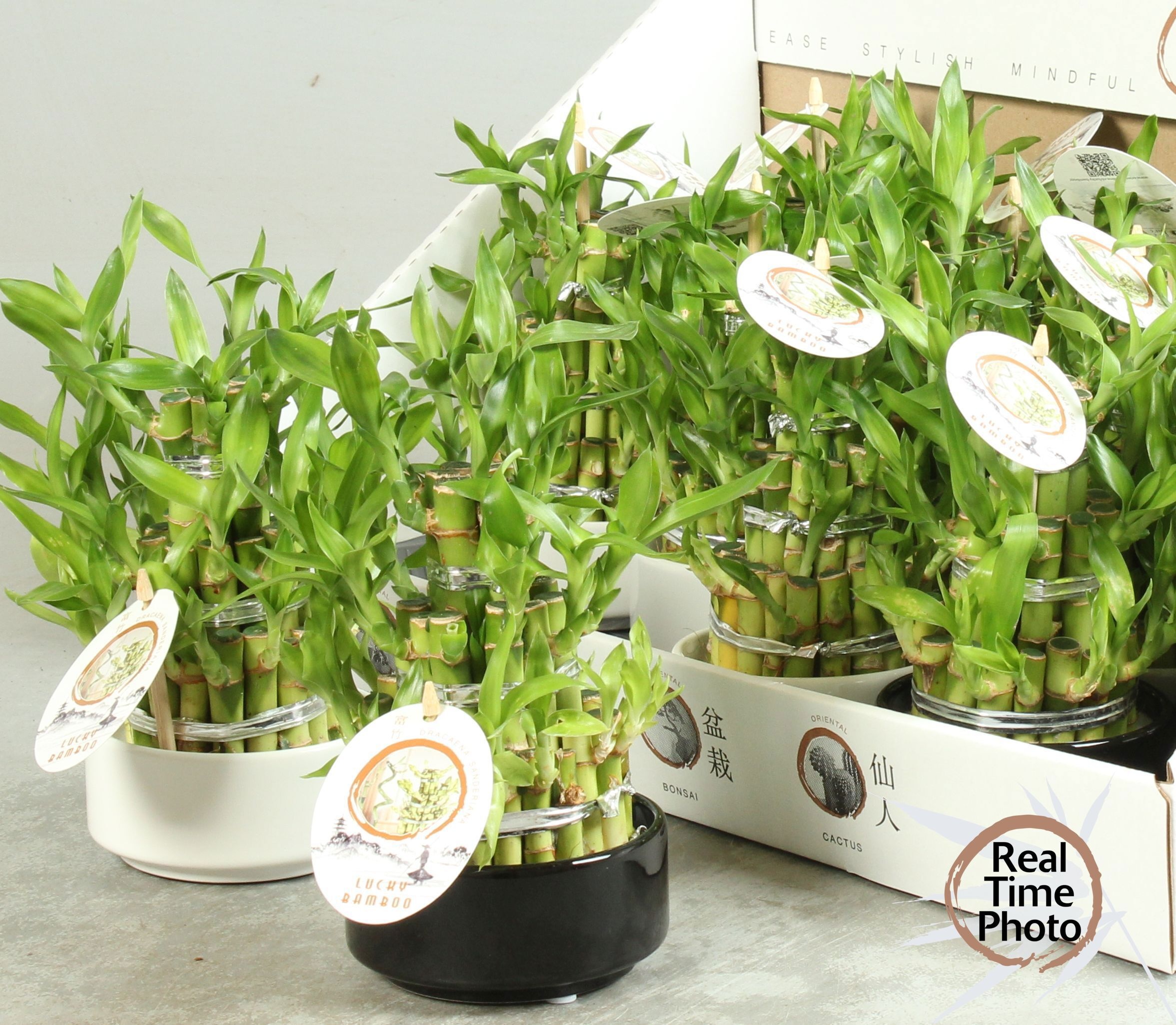 Горшечные цветы и растения оптом Dra Lucky Bamboo от 13шт из Голландии с доставкой по России